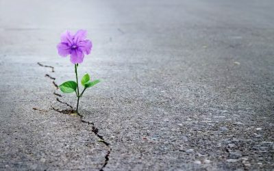 The Resilient Influence and the Power of Hope